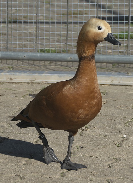 彩灯