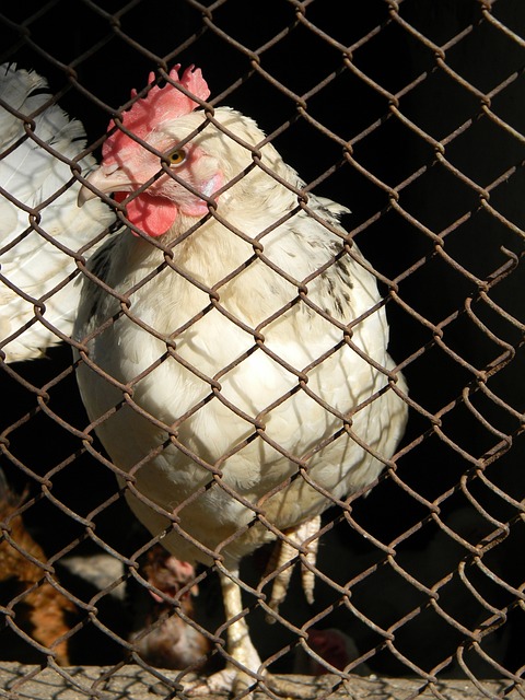 在意甲甚至 在意甲甚至